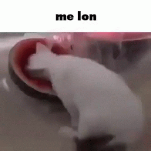 melon